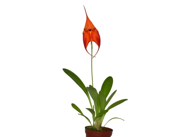 Masdevallia Anna Chai X Masdevallia Veitchiana (Masdevallia)
