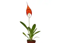 Masdevallia Anna Chai x Masdevallia veitchiana