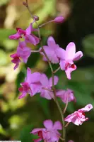 Doritis pulcherrima 3in (non-bloom)