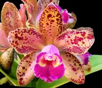 Rlc. Waianae Leopard ‘Ching Hua’ Blooming Size (3.5” pot)