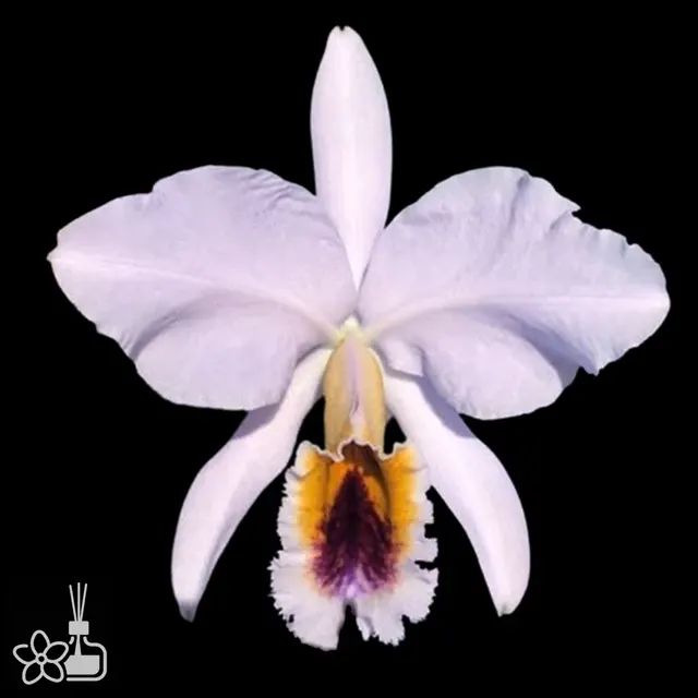 Cattleya percivaliana coerulea