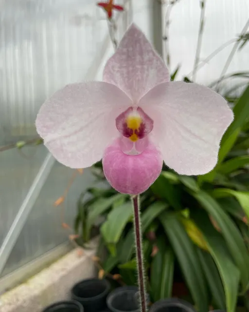 Paphiopedilum delenatii x sib (Paphiopedilum)