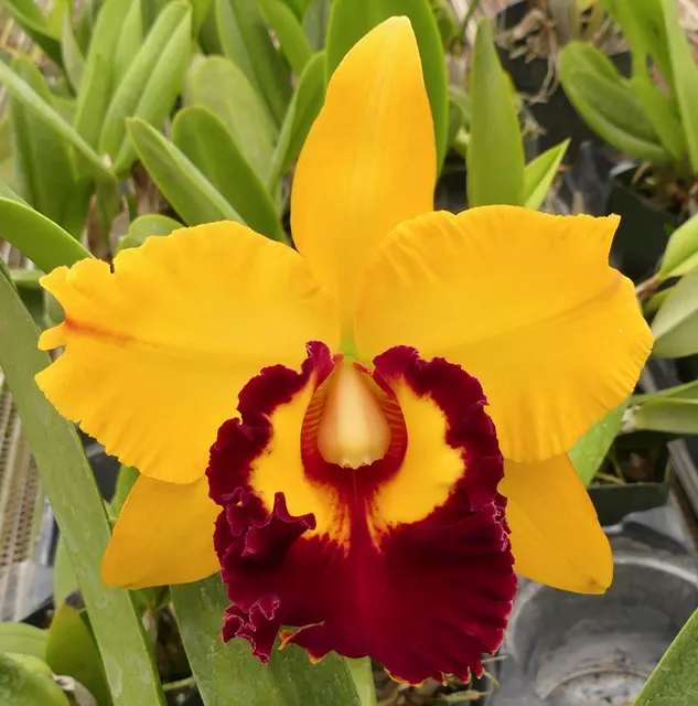 Brassolaeliocattleya Chunyeah 'Big Society' (Brassolaeliocattleya)