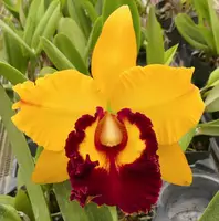 Blc. Chunyeah 'Big Society'