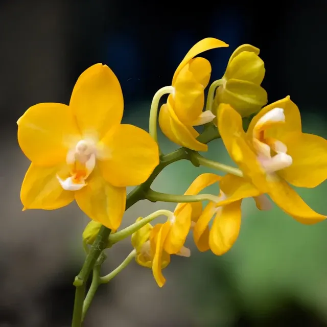 Phalaenopsis Younghome Golden Perfume