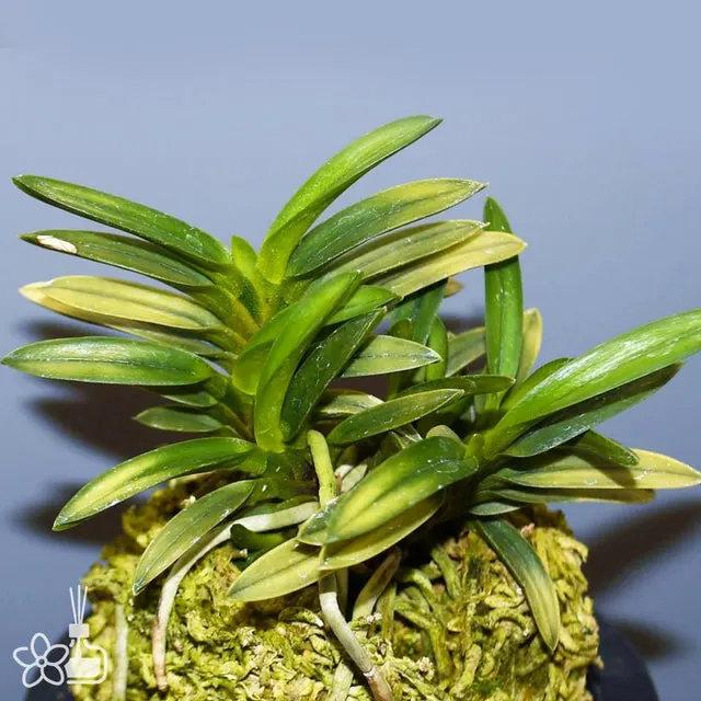 Neofinetia falcata 'Kinkujaku'