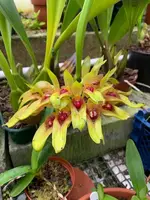 Bulbophyllum robustum syn graveolens