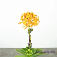 Epidendrum Comet Valley 'Yellow Star'
