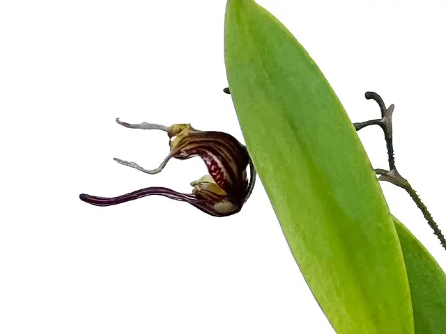 Scaphosepalum breve f brown (Scaphosepalum)