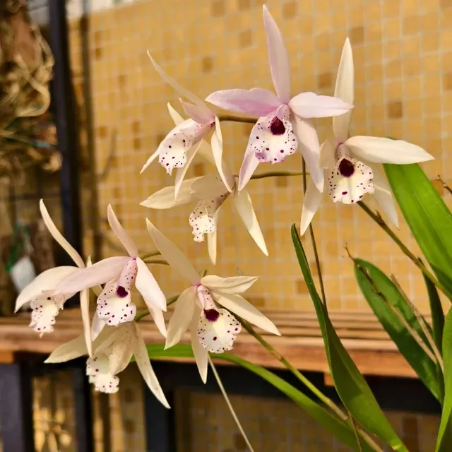 Brassolaeliocattleya Petite Stars (Brassolaeliocattleya)