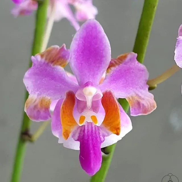 Phalaenopsis pulcherrima '618'