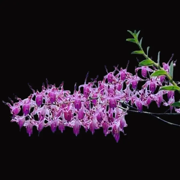Dendrobium Helix x Lasianthera