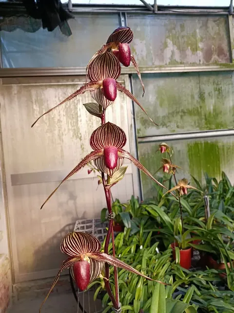 Paphiopedilum Sunlight Rothschild