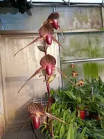 Paphiopedilum Sunlight Rothschild