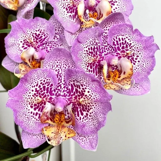 Phalaenopsis Sogo Diamond 'HLW'