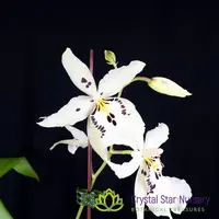 Beallara Snowblind 'Sweet Spots' (H996)
