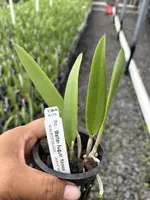 Bc. Walter August ‘Keokea’