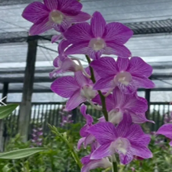 Dendrobium Thanida Pink Stripe x Hawaii Stripe