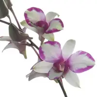 Dendrobium Miniature Song of Cherry in hanging shell