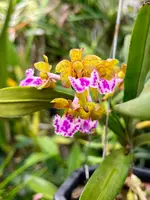 Aerides (Vanda) flabellata | SapphireChild Orchids