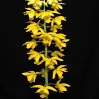 Eulophia flava sp.(Bulb)
