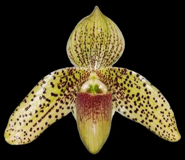 Paphiopedilum Evelyn Röllke (sukhakulli x bellatulum)