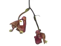 Coryanthes Alex Portilla