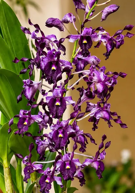 Dendrobium Unicorn 15 (Dendrobium)