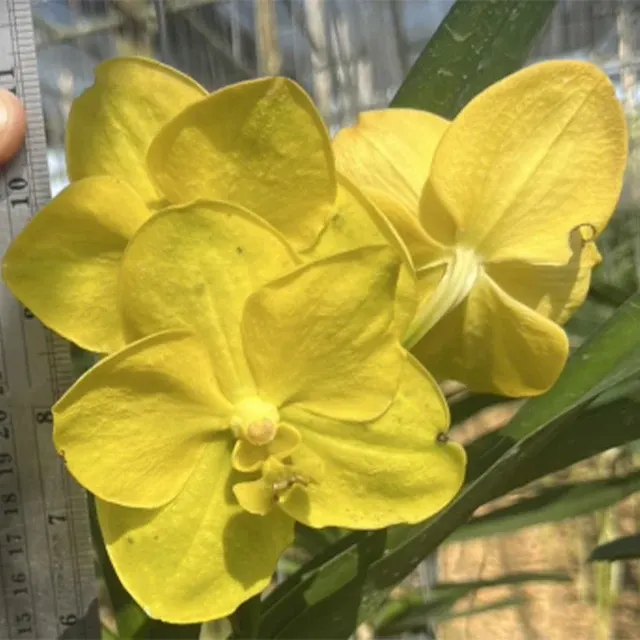 Vanda Thananchai x Udom Gold (Vanda)