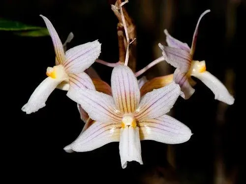 Dendrobium calcariferum (Dendrobium)