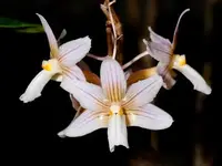 Dendrobium calcariferum (3” pot)