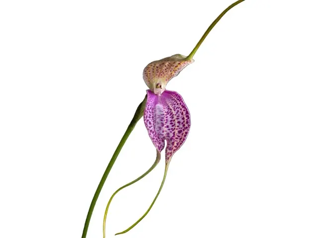Masdevallia antonii 'Ecuagenera' (Masdevallia)