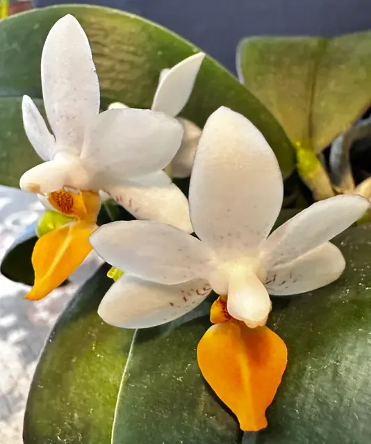Phalaenopsis Mini Mark (Phalaenopsis)