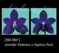 Phal. Jennifer Palermo x Yaphon Pool