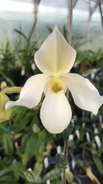 Paphiopedilum DEPERLE (Paphiopedilum)
