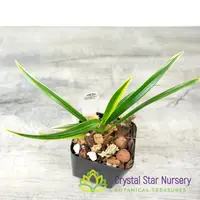 Cymbidium Golden Elf 'Sundust' HCC/AOS (variegated) (CGE)