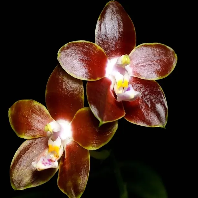 Phalaenopsis venosa parfumata 'CH'