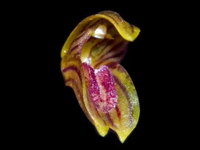 Specklinia recula (Specklinia)