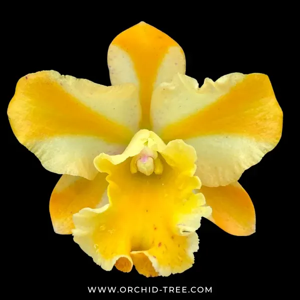 Cattleya River Kwai Bridge (Cattleya)