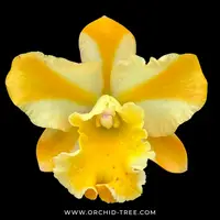 Cattleya River Kwai Bridge Orchid Plant - BS
