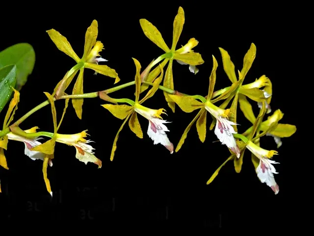 Oncidium dracoceps (Oncidium)