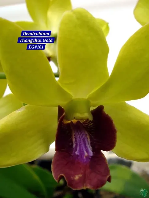 Dendrobium 11 Gold Yellow Orchid (Dendrobium)