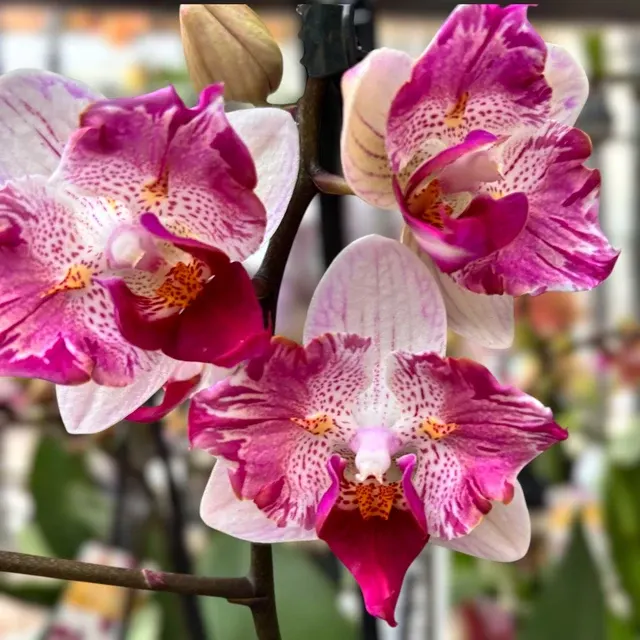 Phalaenopsis Little Gem Stripes - Peloric