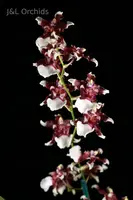 Oncidium Aka Baby 'Raspberry Chocolate', BS