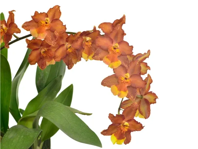 Oncidium Hilda Plumtree 'Purple Wings' (Oncidium)