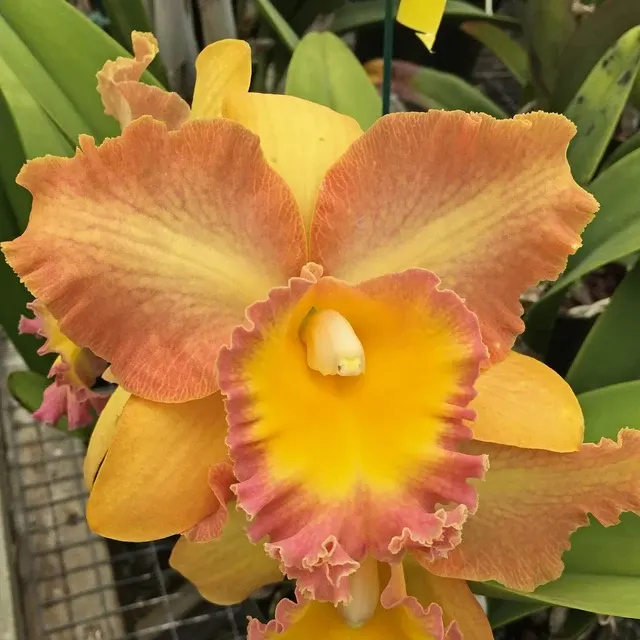 Rhyncholaeliocattleya Curtis Oda 'Volcano Queen' (Rhyncholaeliocattleya)