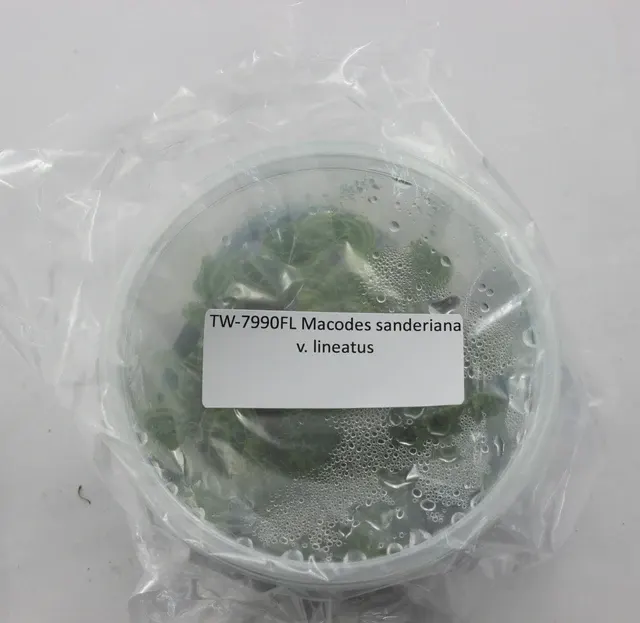Macodes sanderiana v. lineatus (Macodes)
