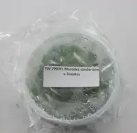 FLASK Macodes sanderiana v. lineatus JEWEL