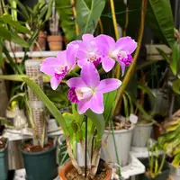 Cattlianthe Sakura Candy ‘Angel’