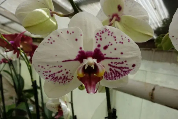 Phalaenopsis STARS AND BARS